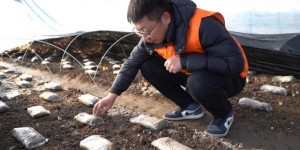 党旗映红致富路 保险托起菌中金